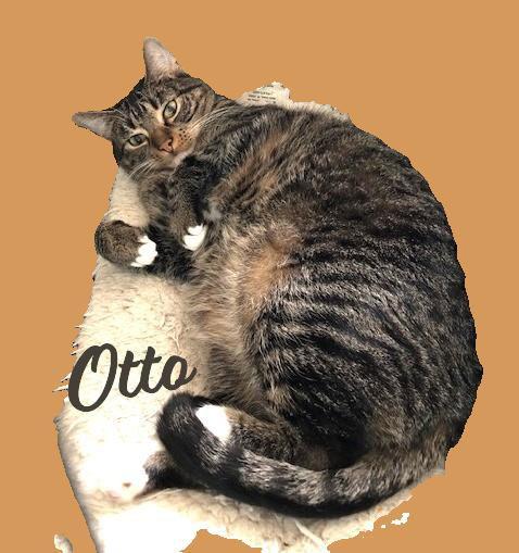 Otto #mitted-tabby, a Adoptable mixed breed in Houston, TX image 3/3