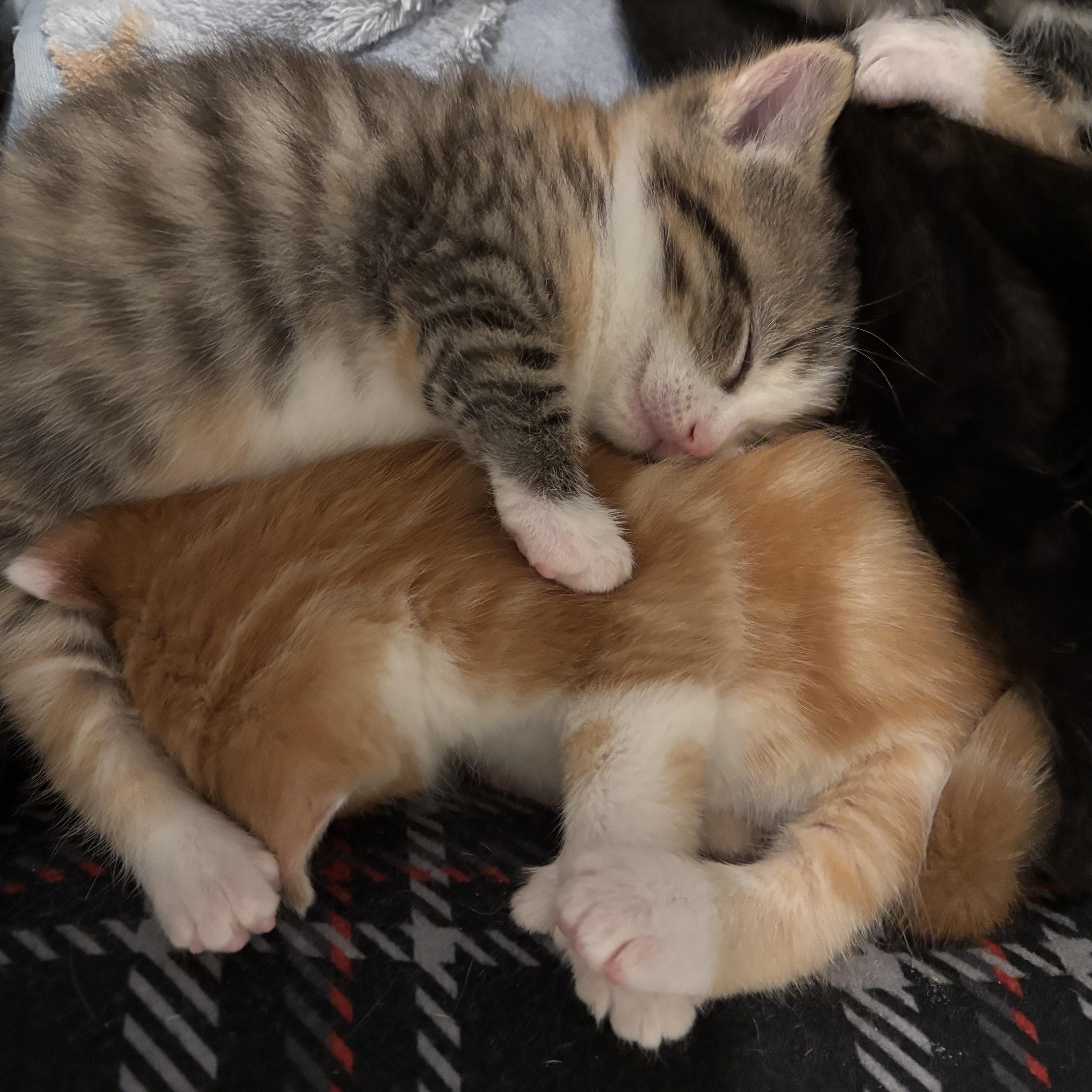 Cindy, ADOPTABLE, Kitten Female Domestic Short Hair.