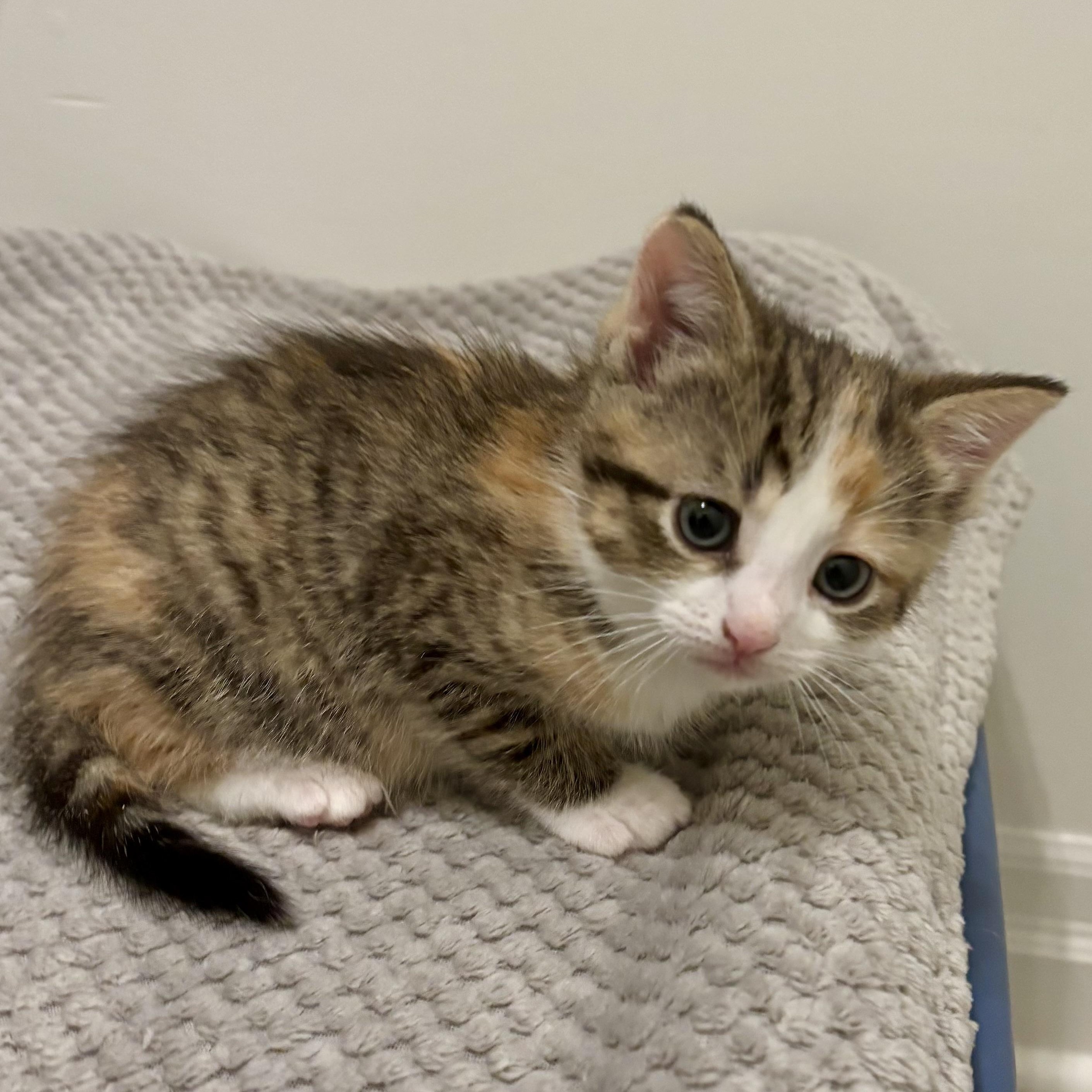 Cindy, ADOPTABLE, Kitten Female Domestic Short Hair.