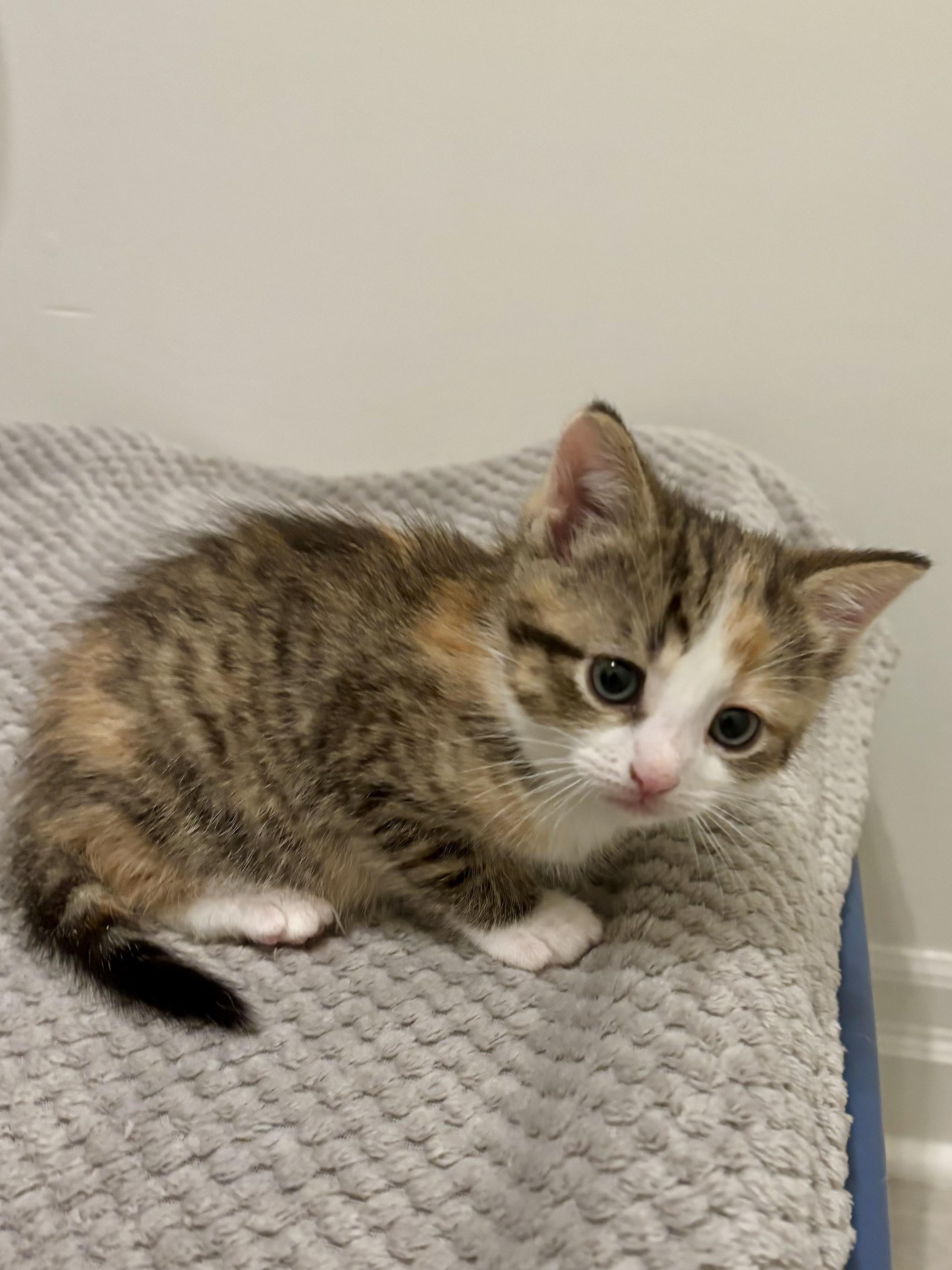 Cindy, a ADOPTABLE Domestic Short Hair in Ottawa, ON image 2/4