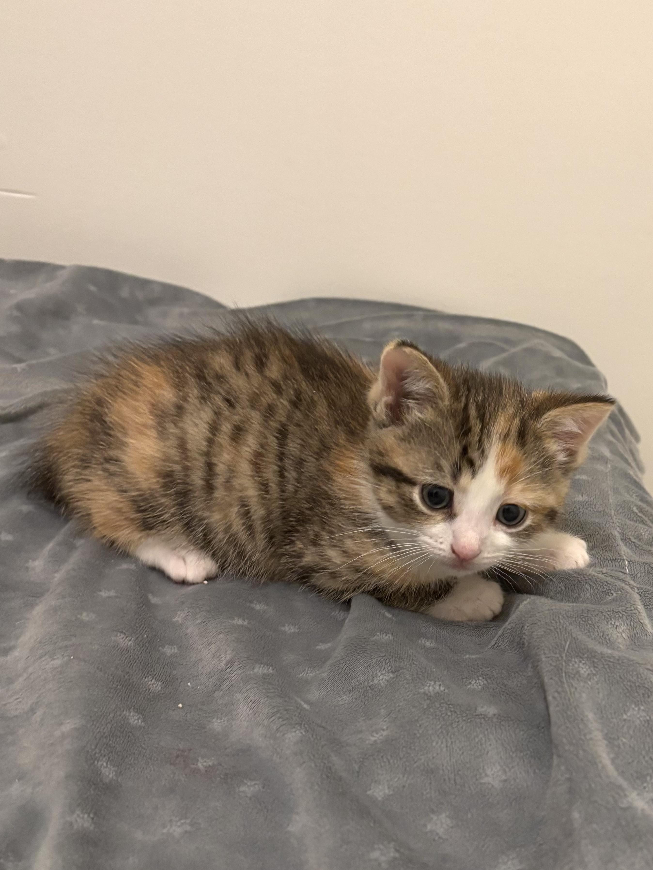 Cindy, a ADOPTABLE Domestic Short Hair in Ottawa, ON image 3/4