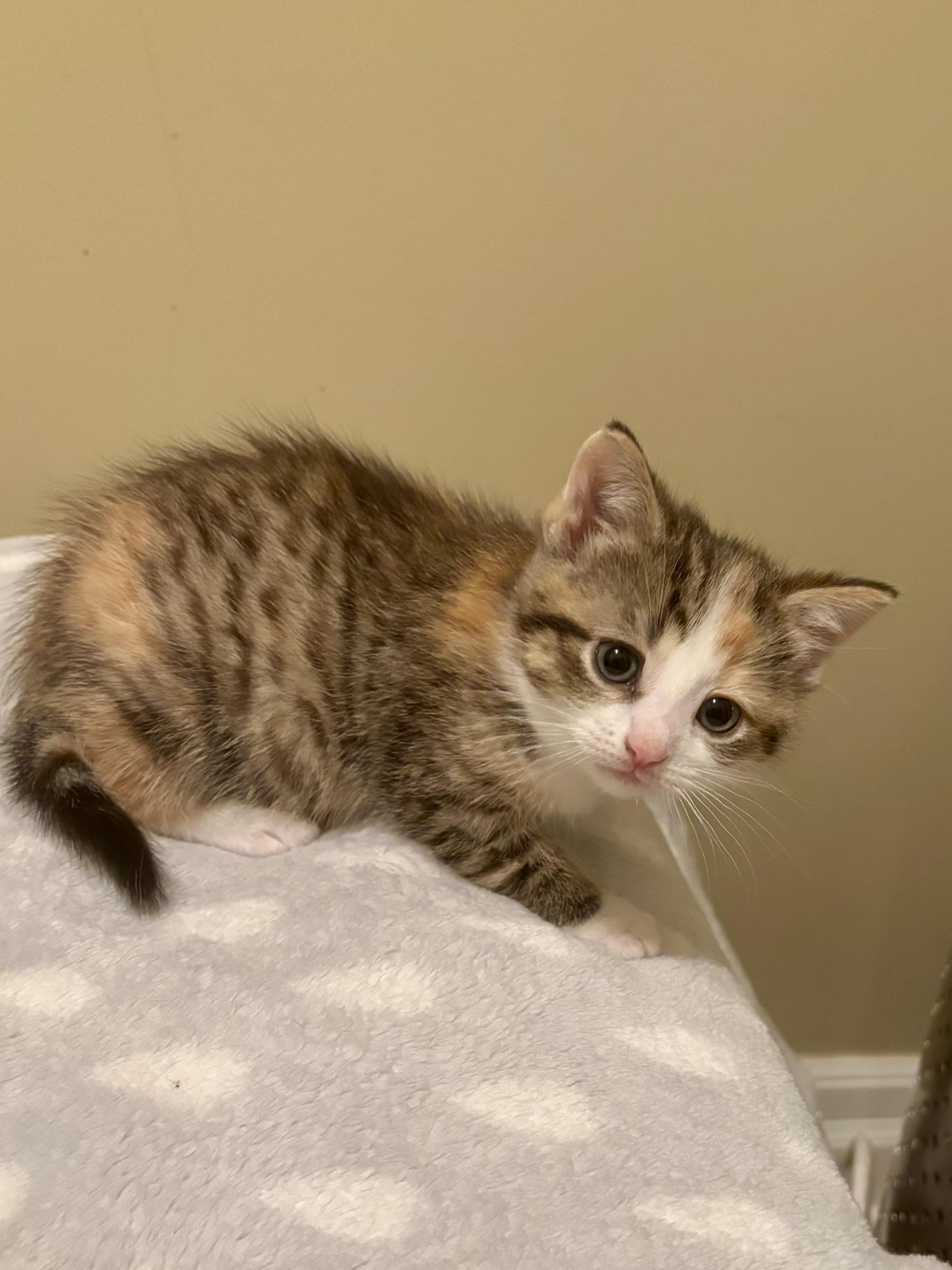 Cindy, a ADOPTABLE Domestic Short Hair in Ottawa, ON image 4/4