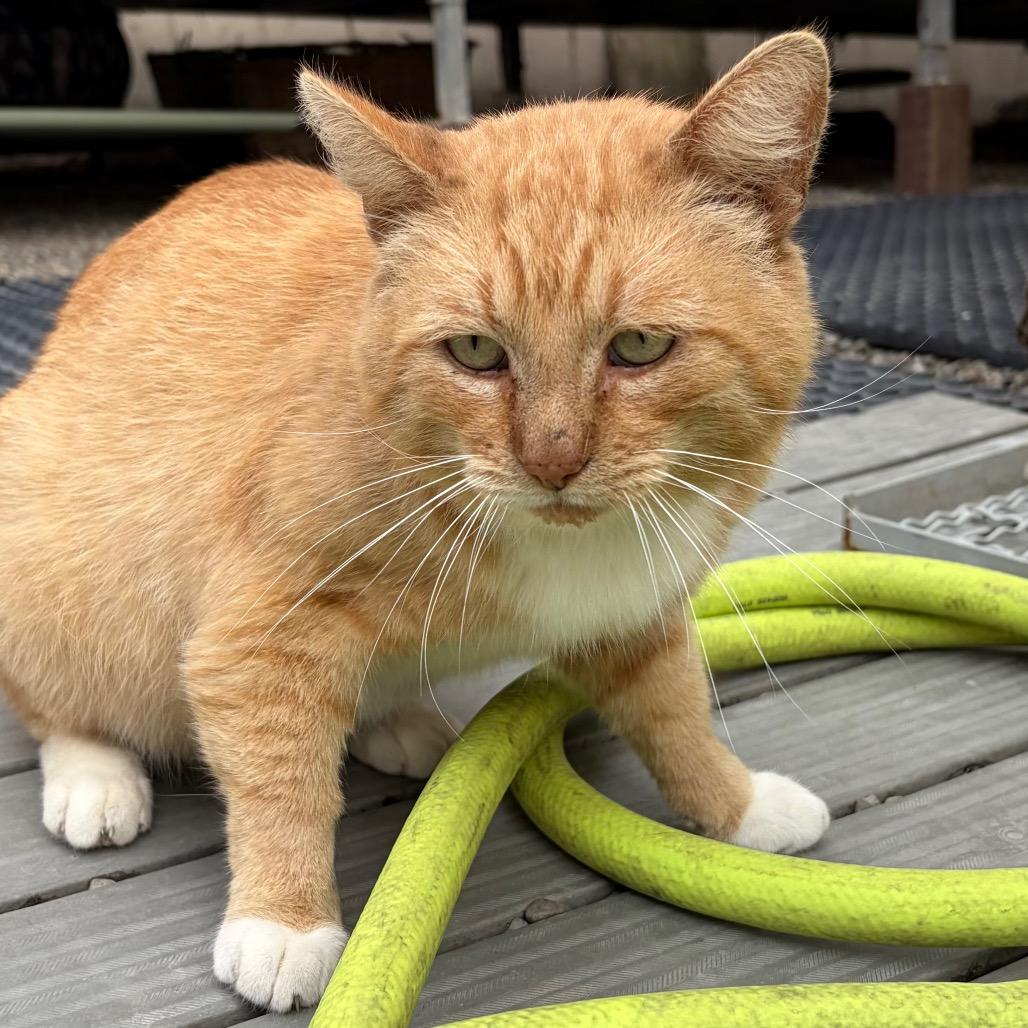 Enlarge Sir Oliver Cloudberry, a Adoptable Domestic Short Hair in San Pablo, CA image 1/4