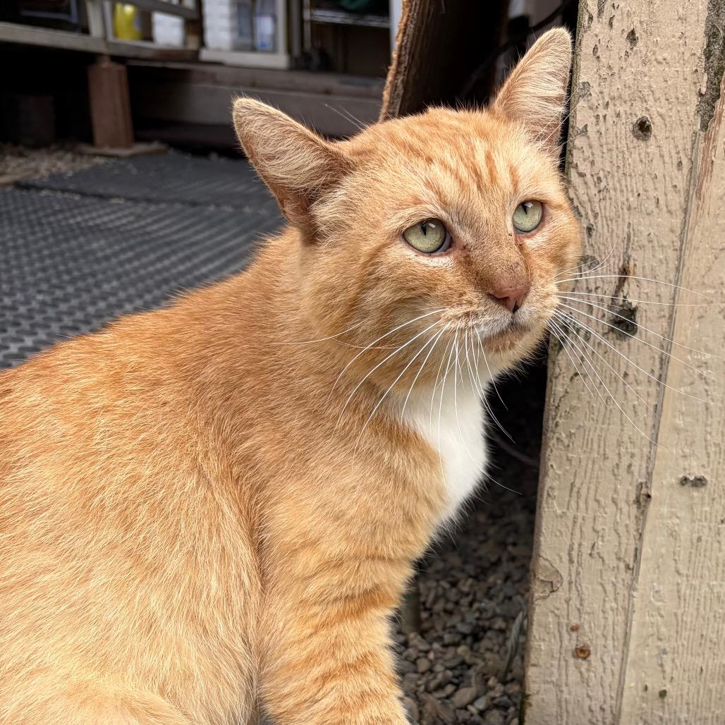 Enlarge Sir Oliver Cloudberry, a Adoptable Domestic Short Hair in San Pablo, CA image 2/4