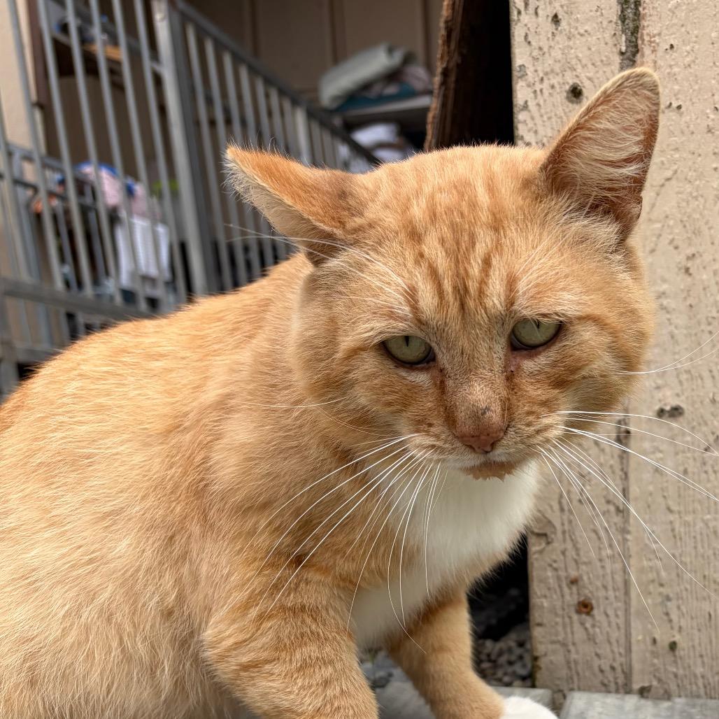Enlarge Sir Oliver Cloudberry, a Adoptable Domestic Short Hair in San Pablo, CA image 3/4