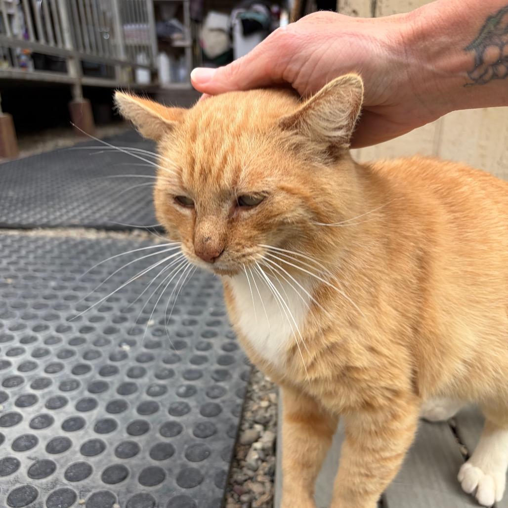 Enlarge Sir Oliver Cloudberry, a Adoptable Domestic Short Hair in San Pablo, CA image 4/4