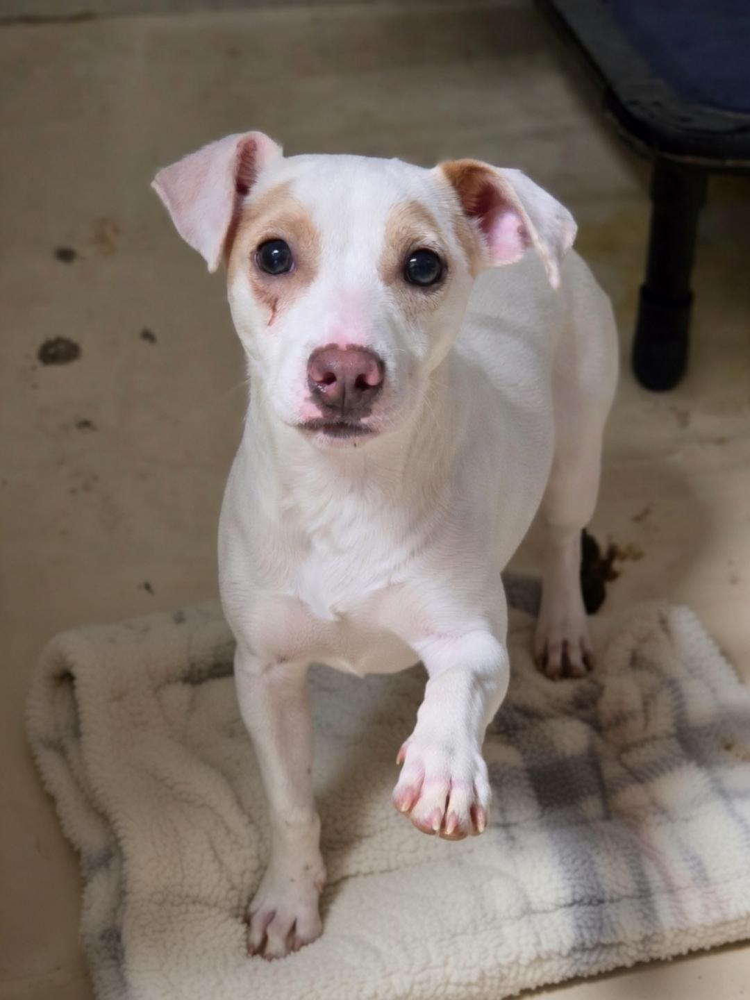 Casper, adopted, Young Male Chihuahua & Jack Russell Terrier.