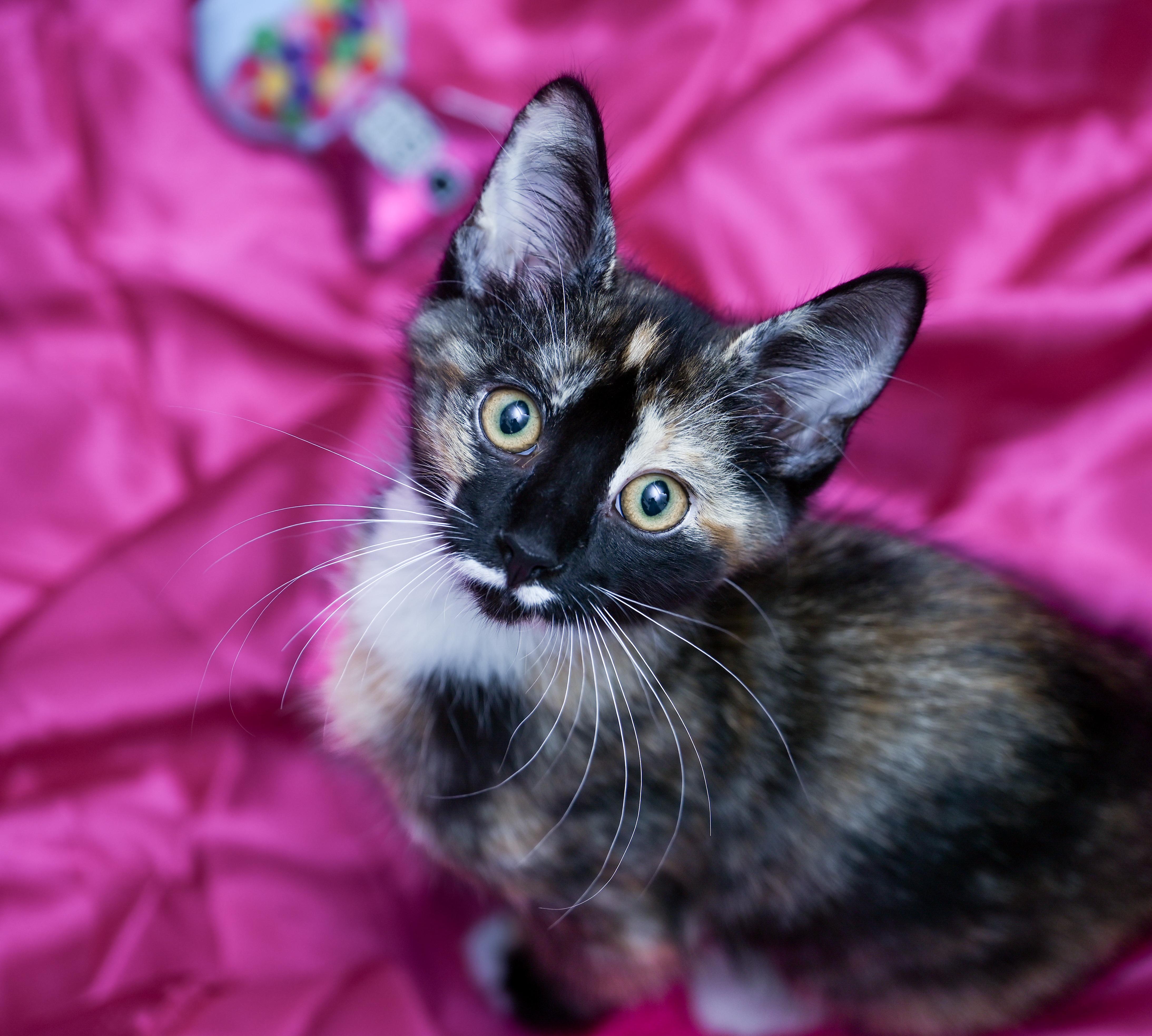 Enlarge Marceline, a ADOPTABLE mixed breed in Chattanooga, TN image 4/5
