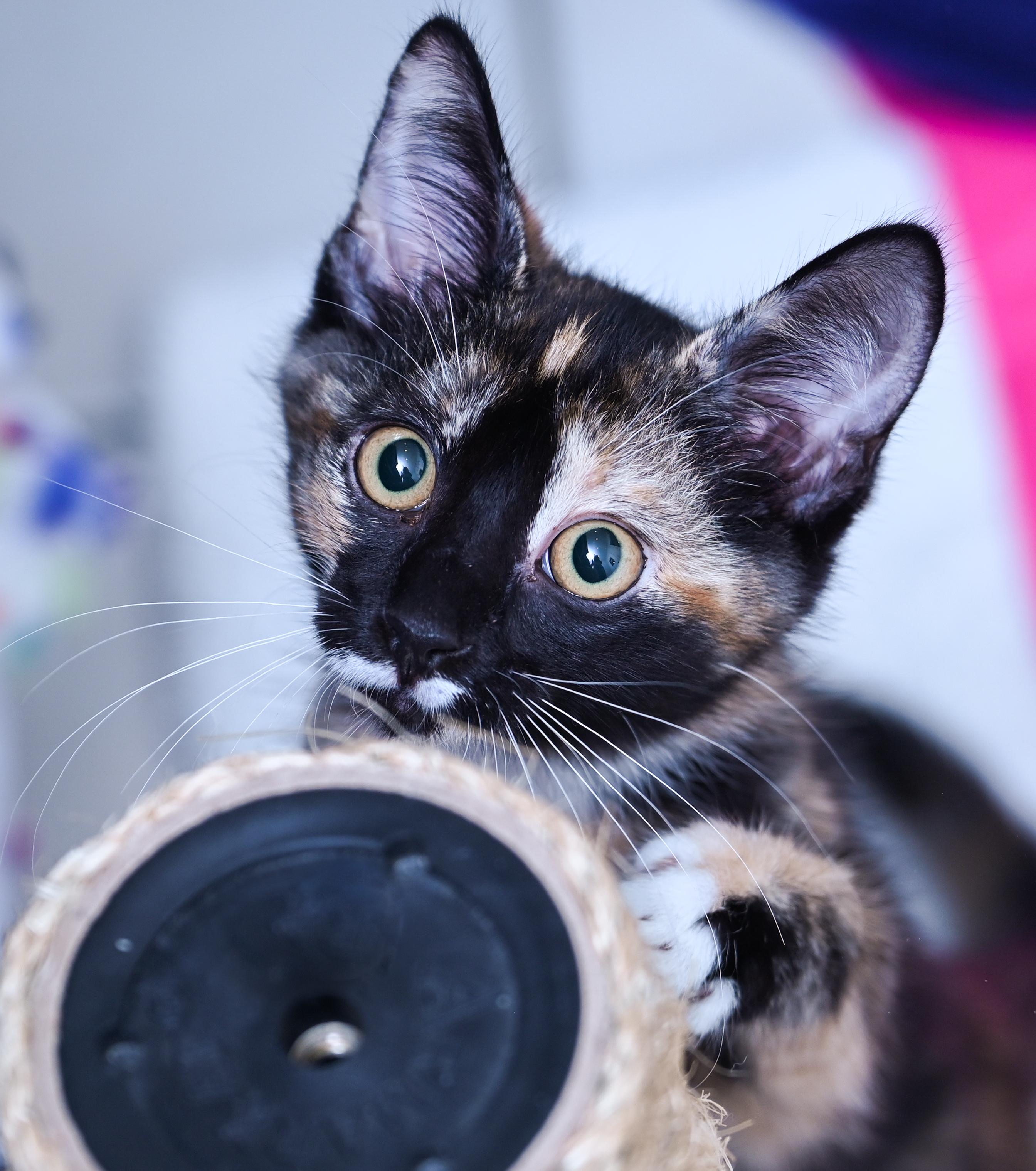 Enlarge Marceline, a ADOPTABLE mixed breed in Chattanooga, TN image 3/5