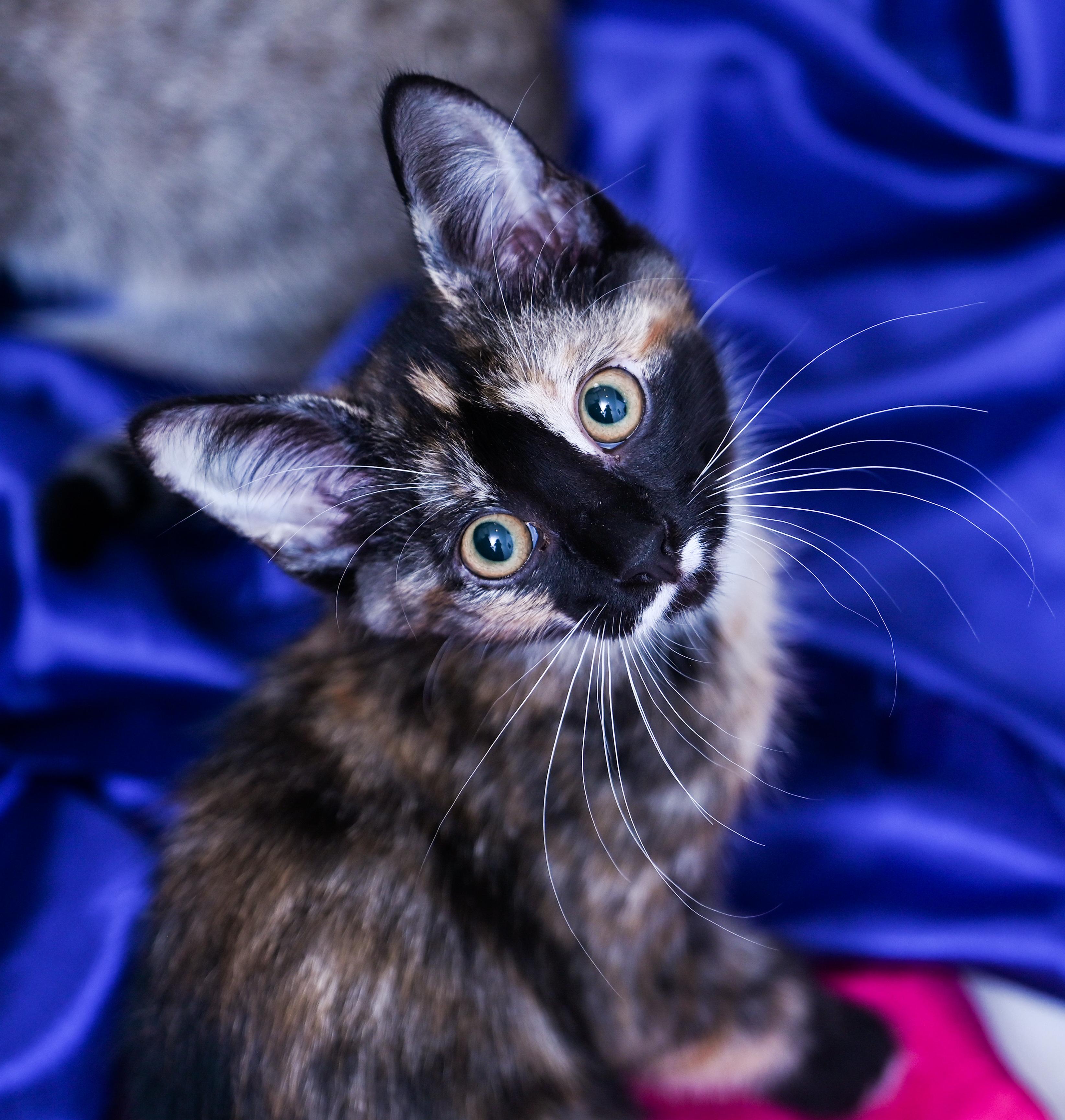 Enlarge Marceline, a ADOPTABLE mixed breed in Chattanooga, TN image 2/5