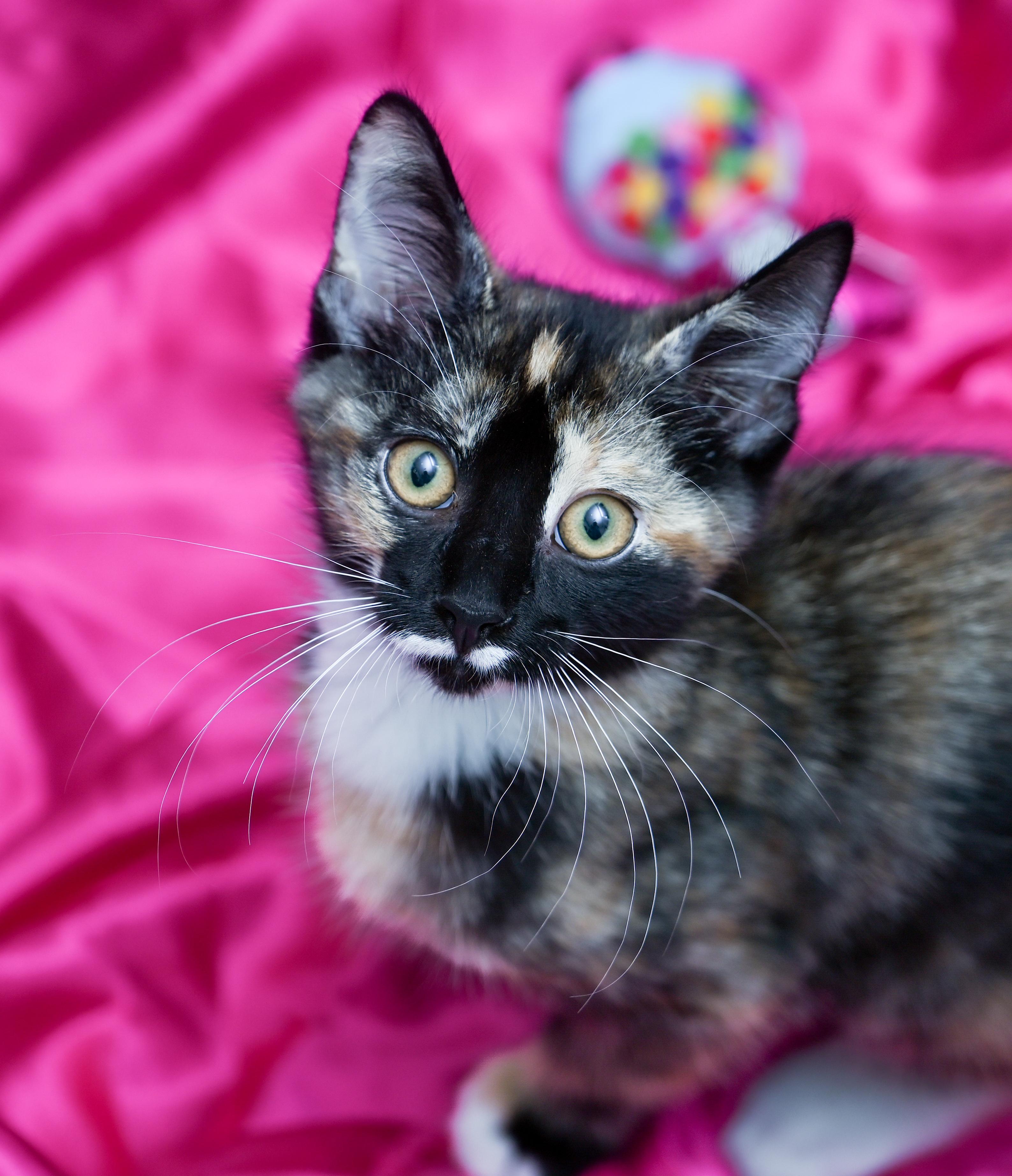 Enlarge Marceline, a ADOPTABLE mixed breed in Chattanooga, TN image 5/5