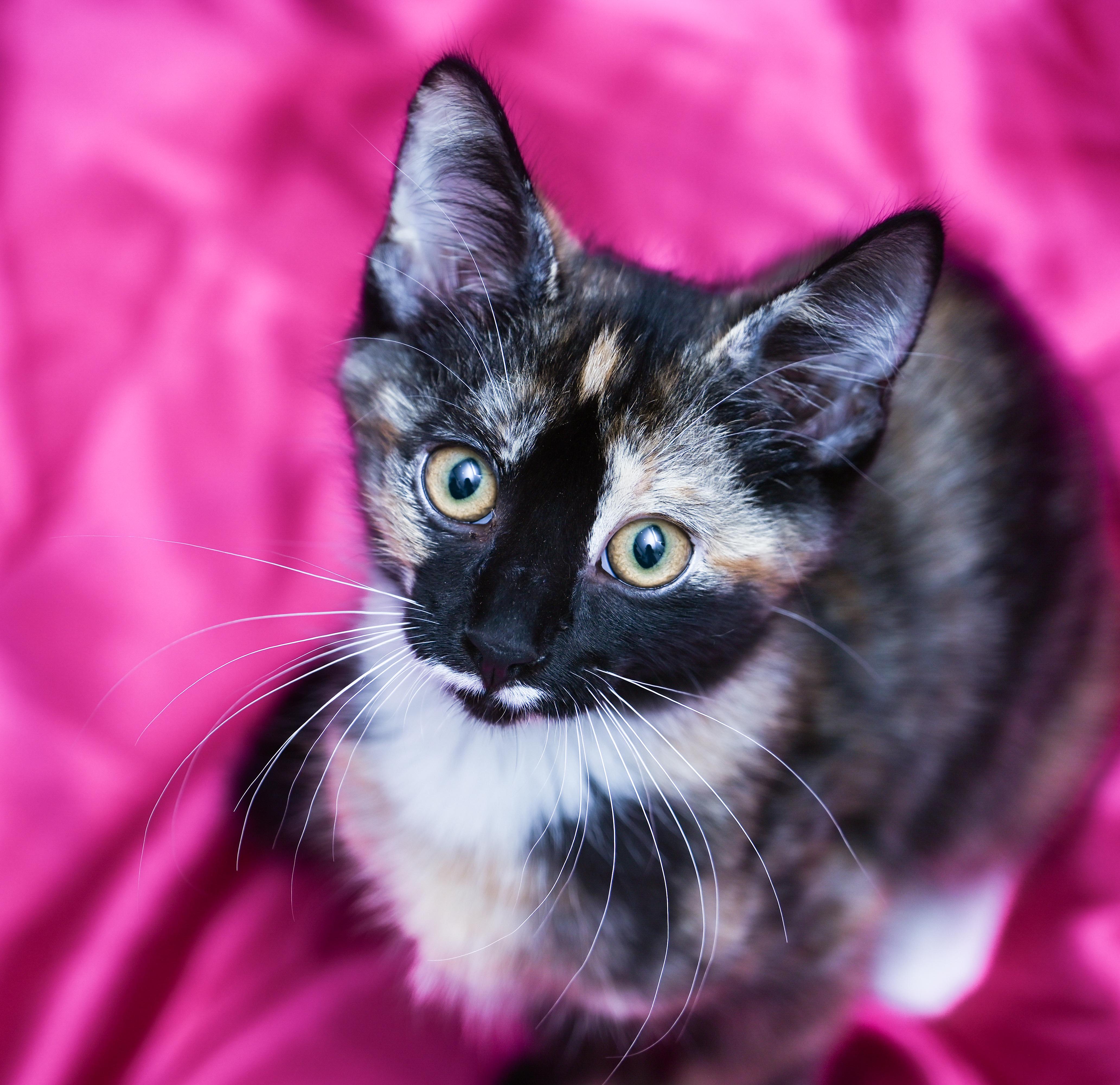 Enlarge Marceline, a ADOPTABLE mixed breed in Chattanooga, TN image 1/5