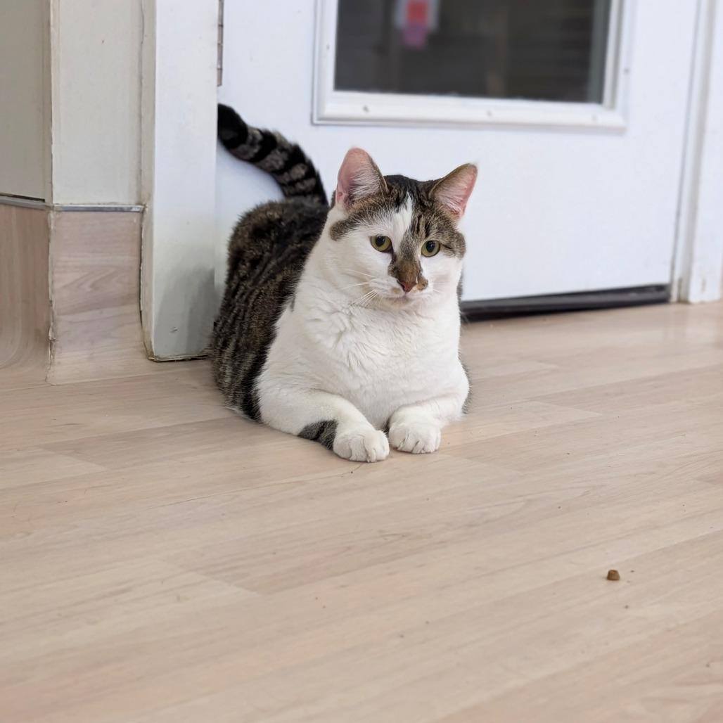 Enlarge Jynx, a Adoptable Domestic Short Hair in Spokane, WA image 2/6