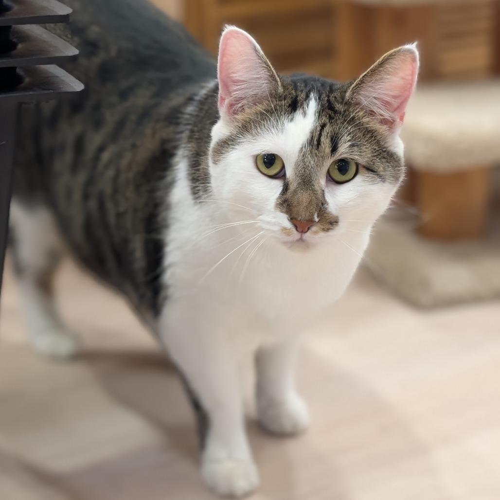 Enlarge Jynx, a Adoptable Domestic Short Hair in Spokane, WA image 3/6