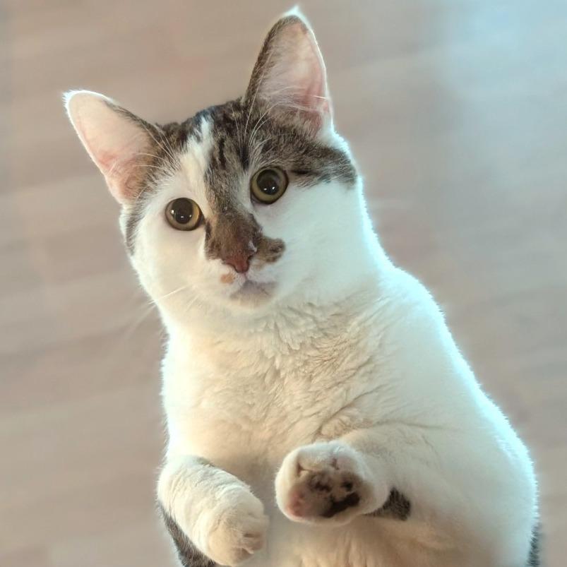 Enlarge Jynx, a Adoptable Domestic Short Hair in Spokane, WA image 5/6