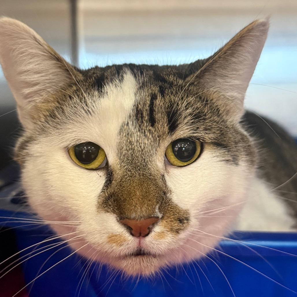Enlarge Jynx, a Adoptable Domestic Short Hair in Spokane, WA image 6/6