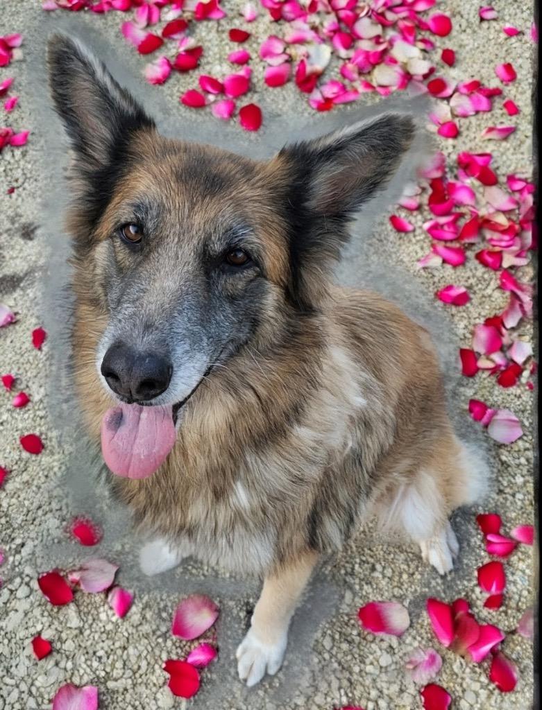 Enlarge Cher-Beautiful and Sweet!, a Adopted Belgian Shepherd / Tervuren in Fort Myers, FL image 1/1