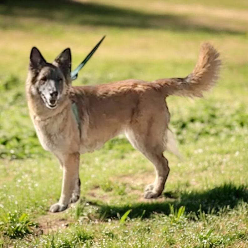 Enlarge Cher-Beautiful and Sweet!, a Adopted Belgian Shepherd / Tervuren in Fort Myers, FL image 2/2