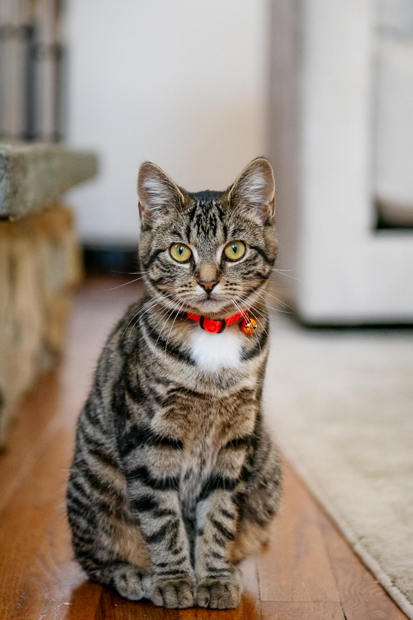 Enlarge Mel, a Adoptable Domestic Short Hair in Jersey City, NJ image 1/6