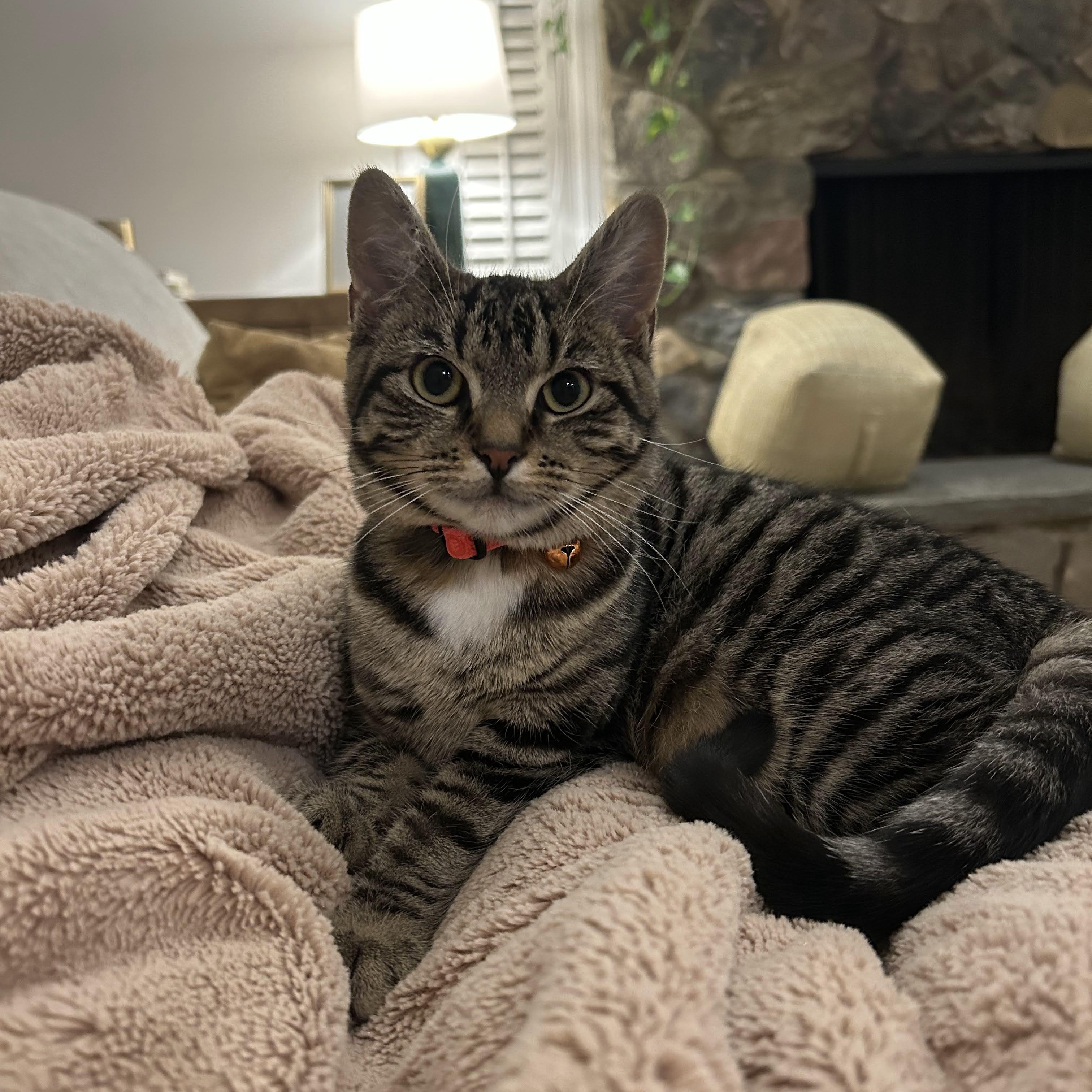 Enlarge Mel, a Adoptable Domestic Short Hair in Jersey City, NJ image 5/6