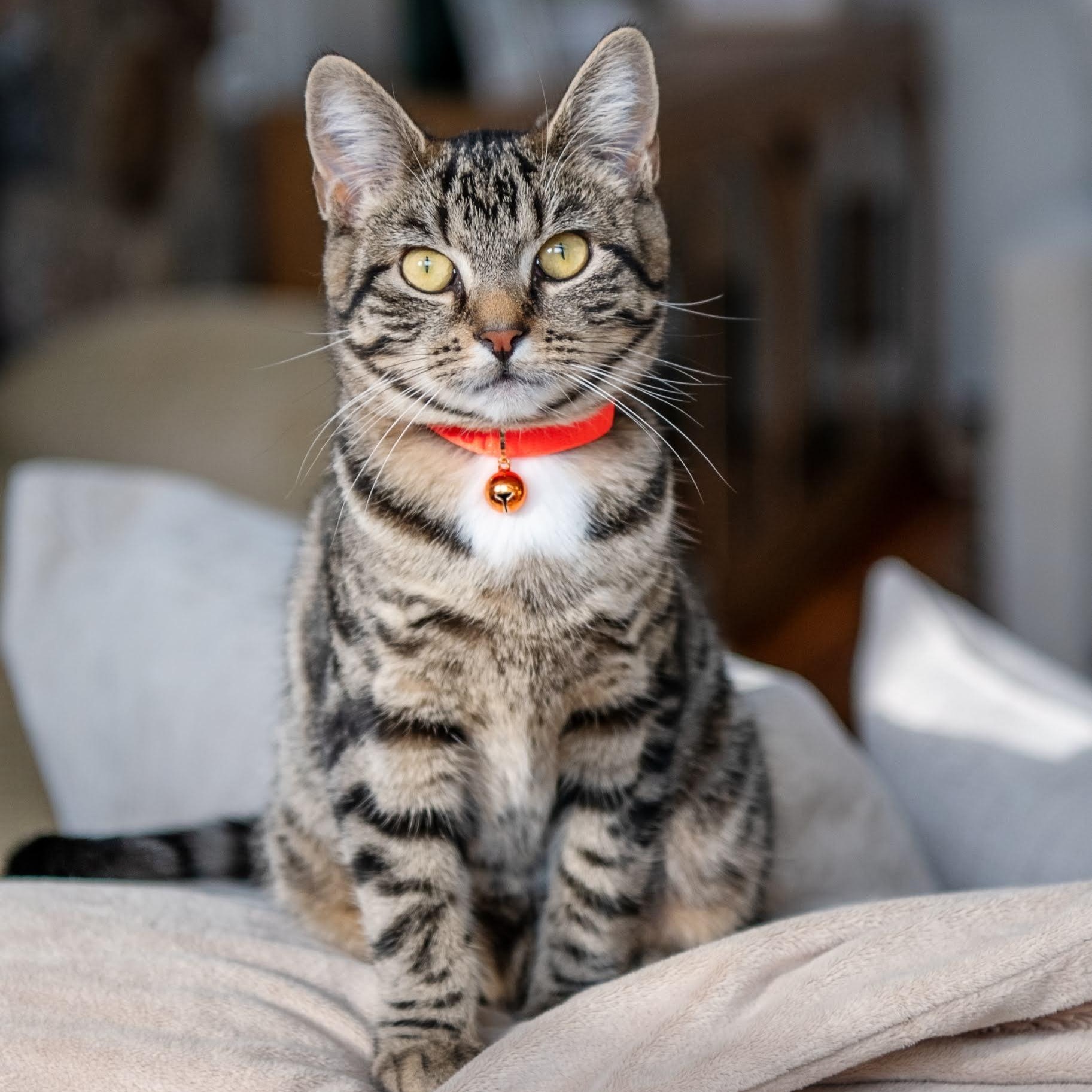 Enlarge Mel, a Adoptable Domestic Short Hair in Jersey City, NJ image 2/6