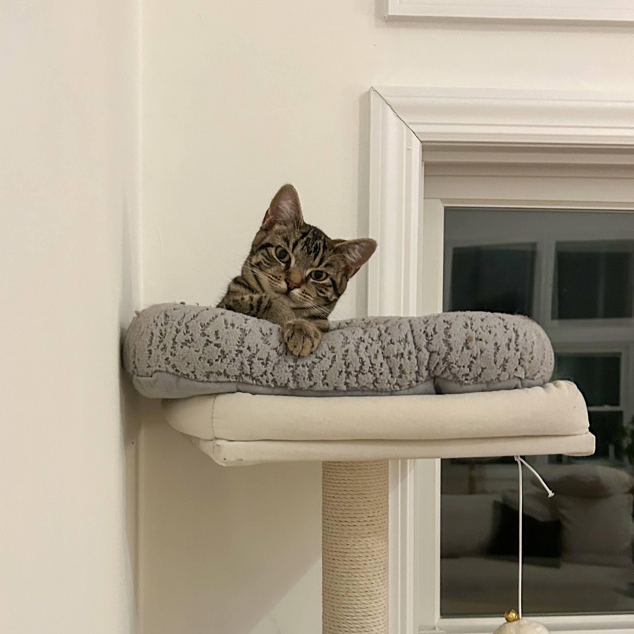 Enlarge Mel, a Adoptable Domestic Short Hair in Jersey City, NJ image 4/6