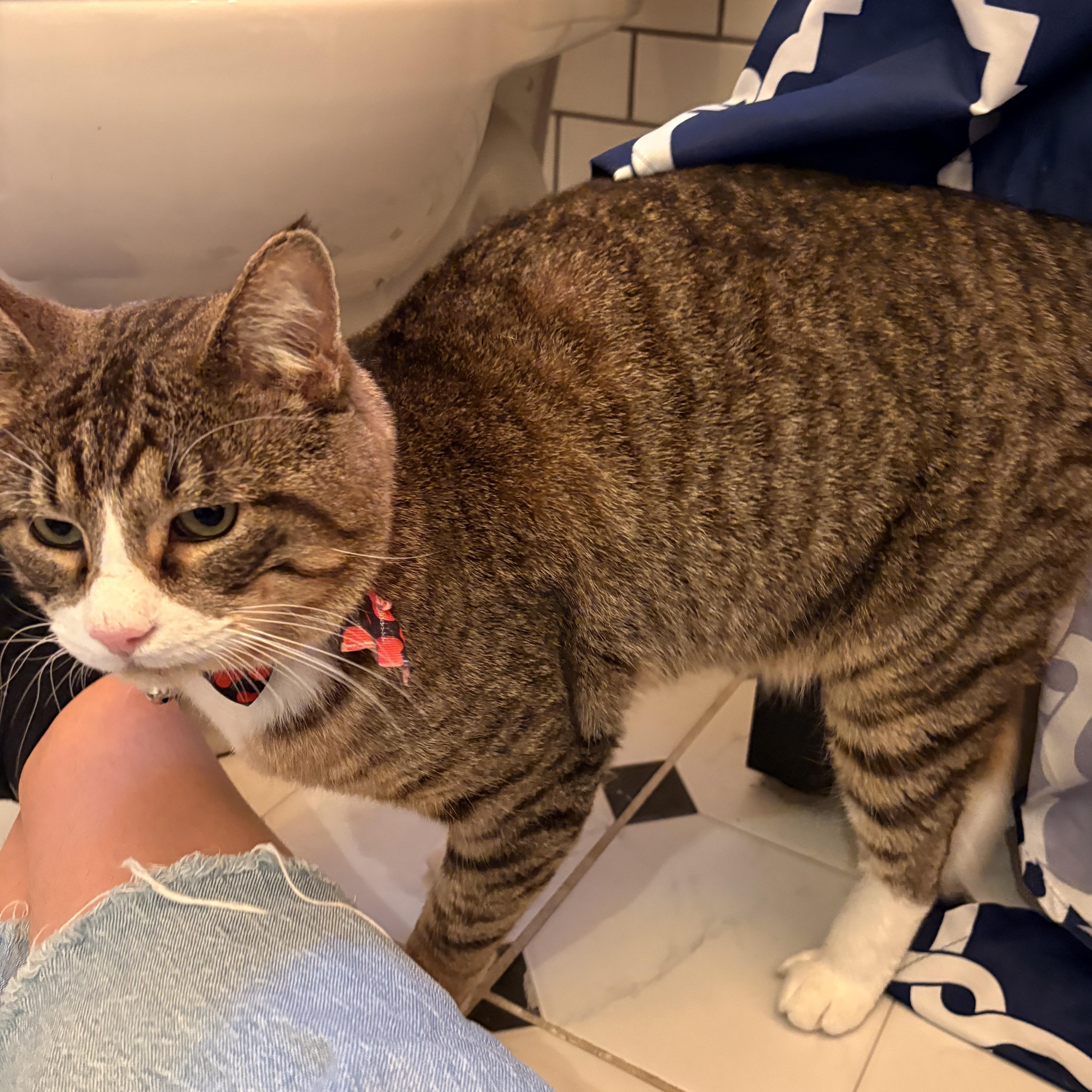 Travis, Adoptable, Young Male Domestic Short Hair.