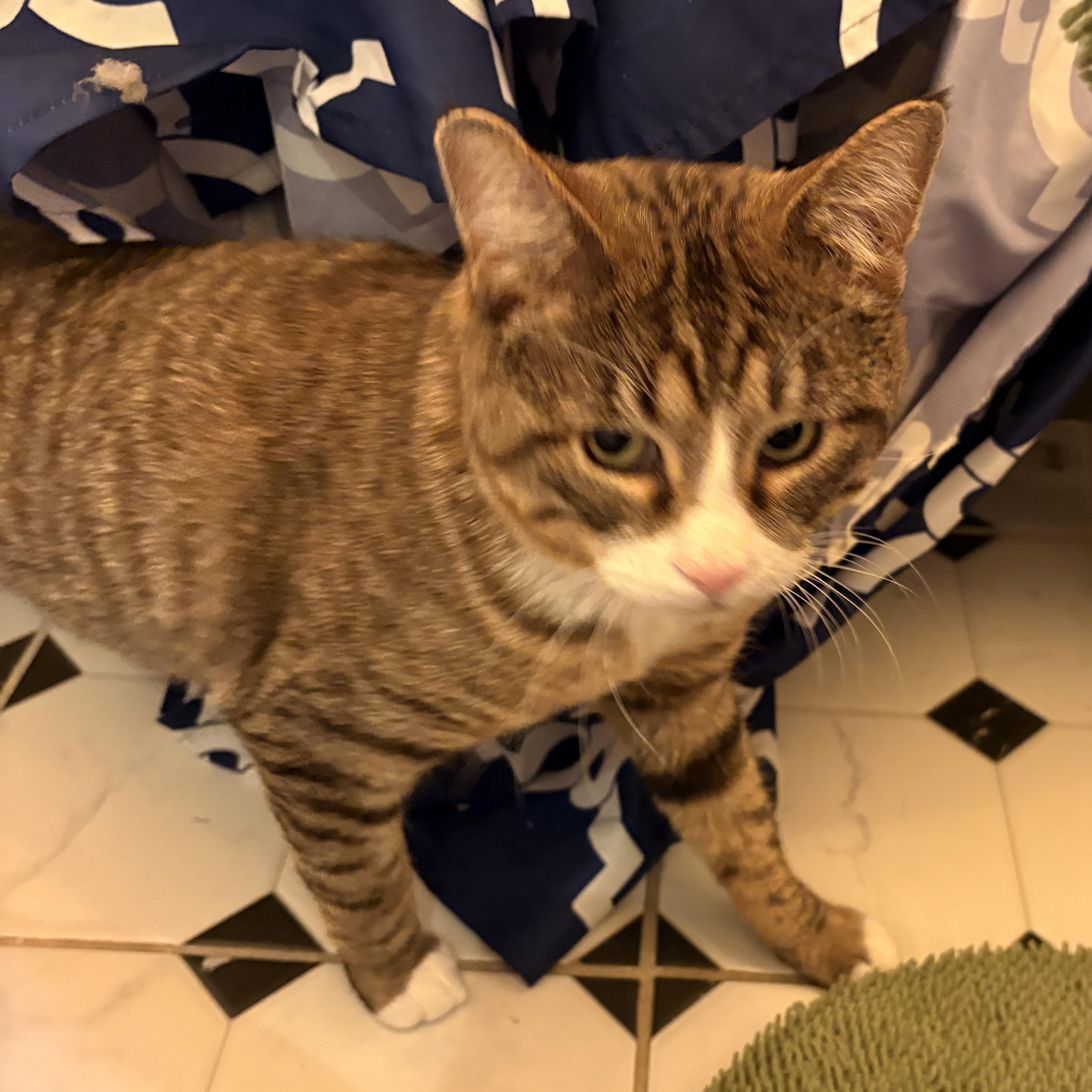 Enlarge Travis, a Adoptable mixed breed in Chicago, IL image 2/5