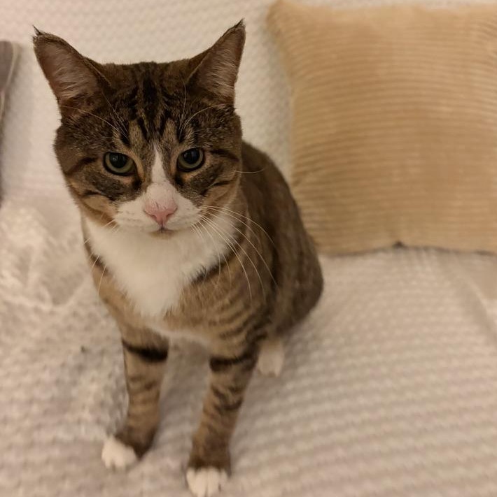 Travis, Adoptable, Young Male Domestic Short Hair.