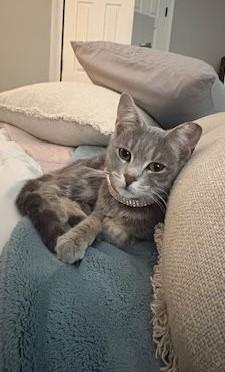 Enlarge Ethel, an adopted mixed breed in Columbia, SC image 1/2