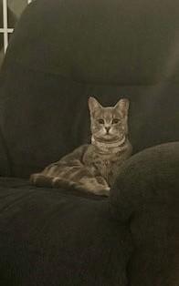 Enlarge Ethel, an adopted mixed breed in Columbia, SC image 2/2