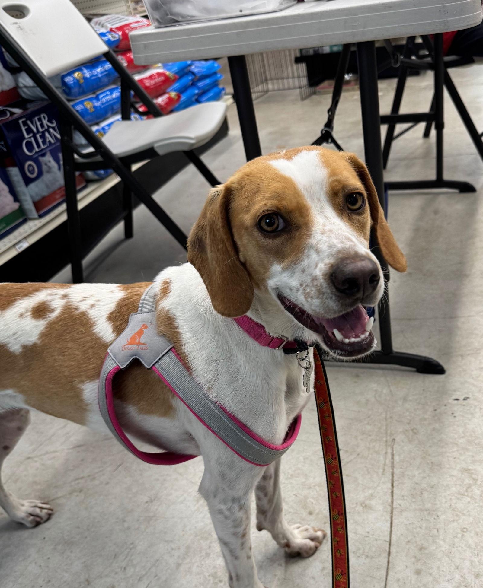 Tess, Adoptable, Young Female Hound.