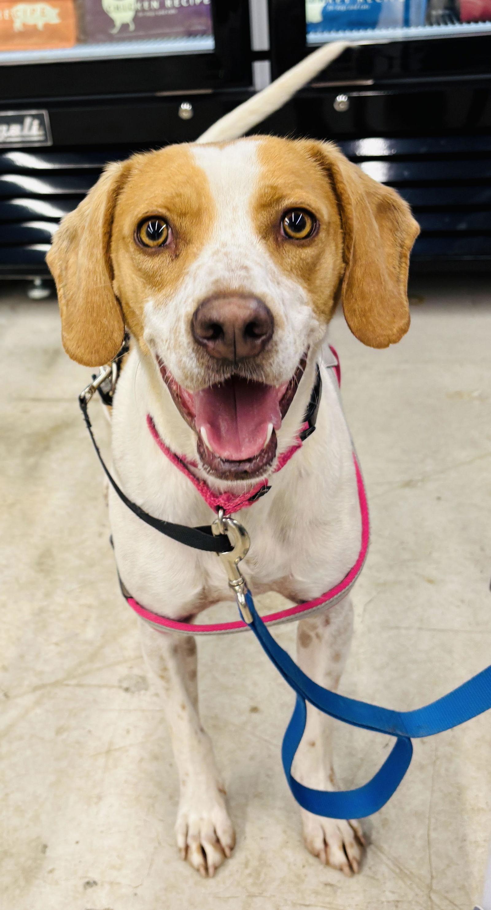 Tess, a Adoptable Hound in Arlington, VA image 2/3