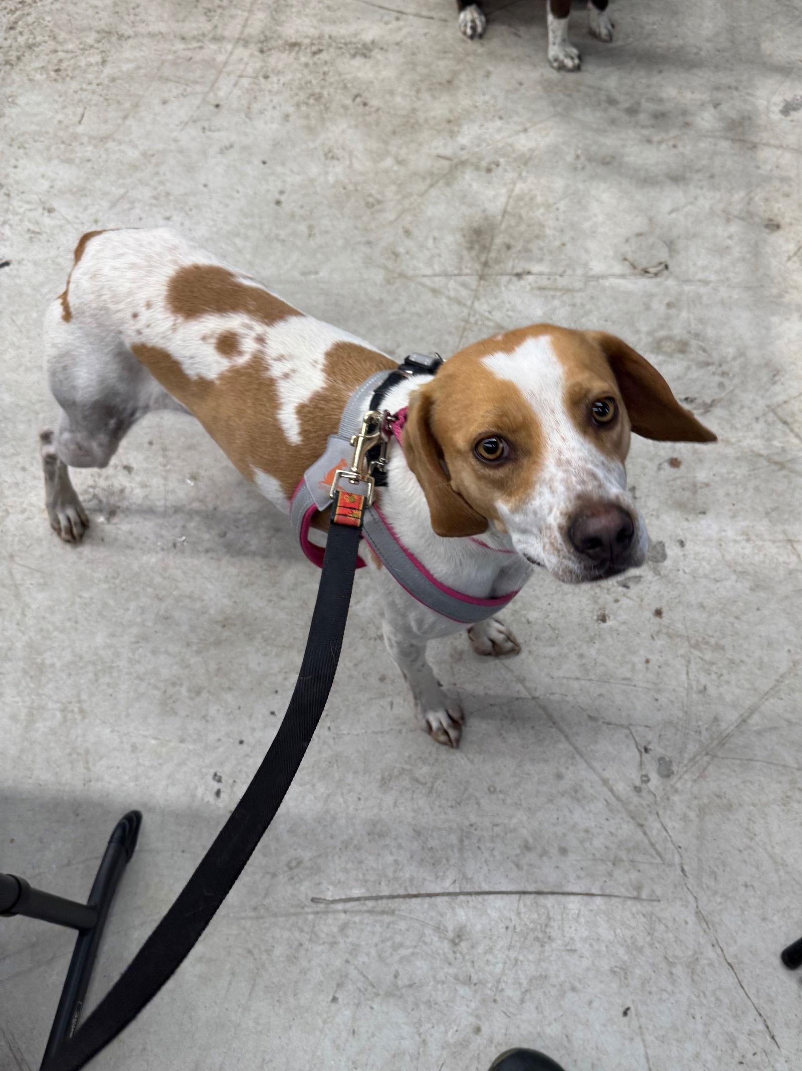 Tess, a Adoptable Hound in Arlington, VA image 3/3