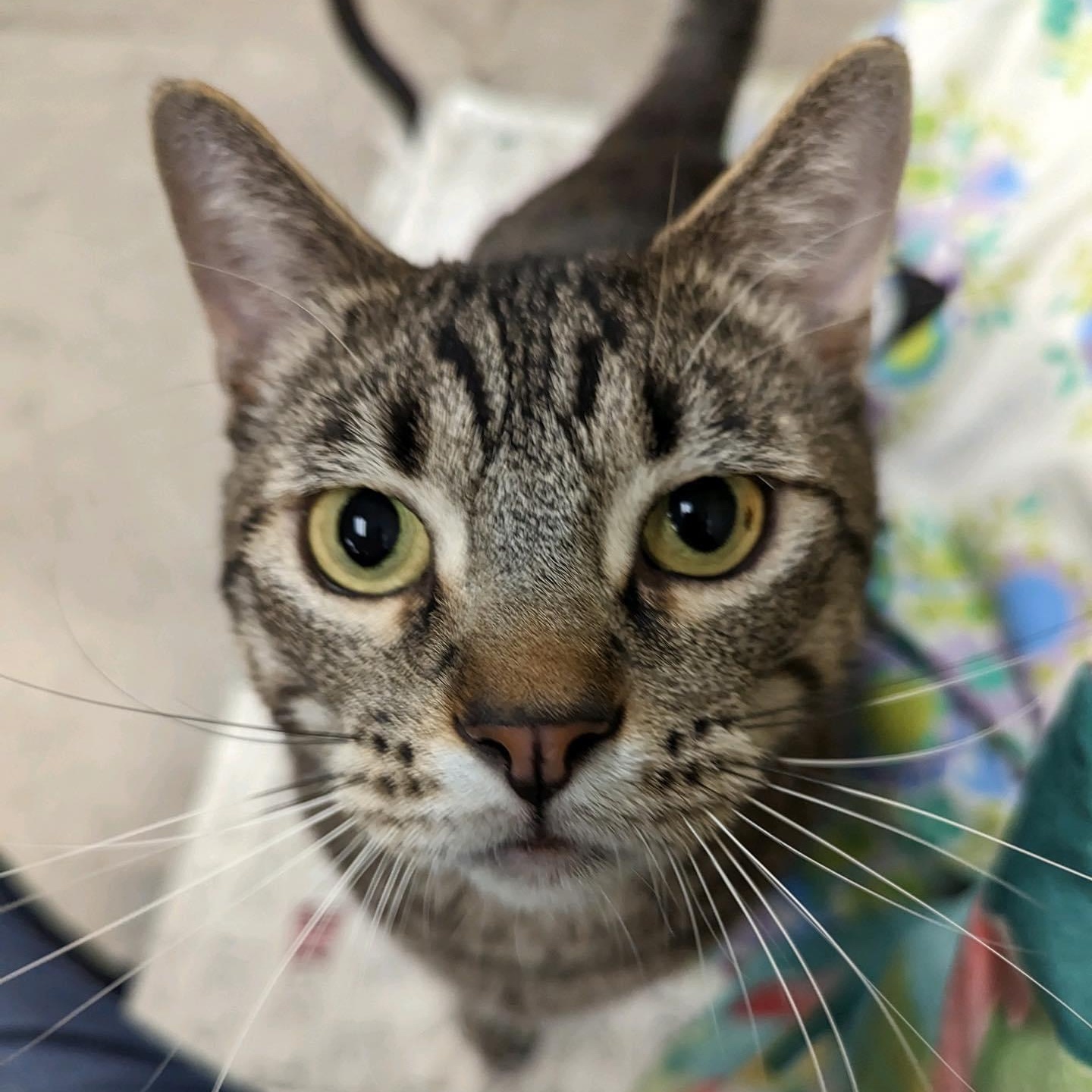 Enlarge Toby, a Adoptable Tabby in Pueblo, CO image 4/6
