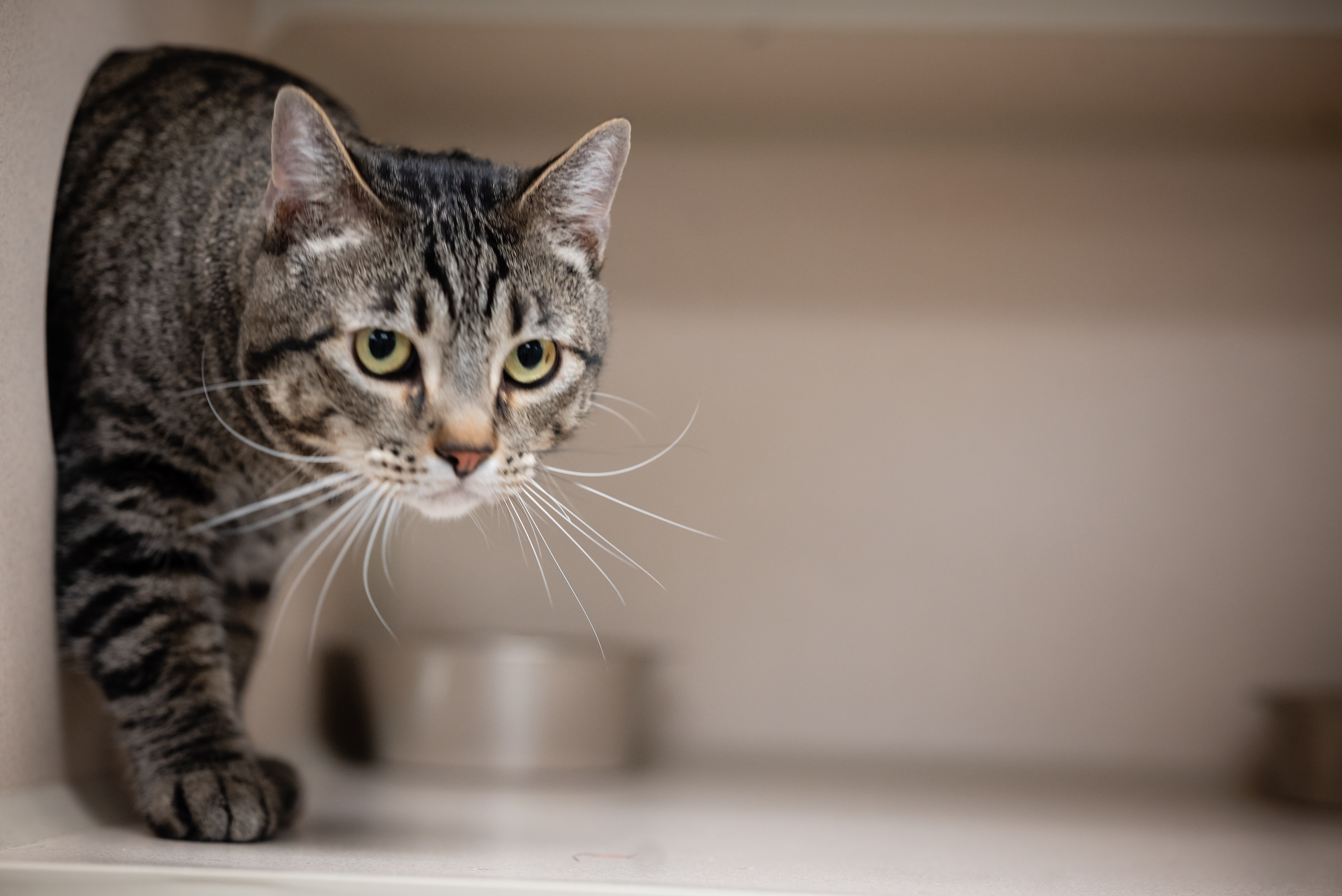 Enlarge Toby, a Adoptable Tabby in Pueblo, CO image 3/6