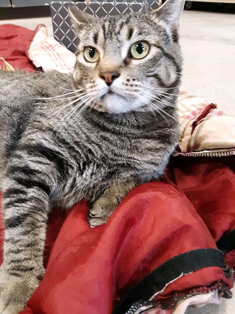 Enlarge Toby, a Adoptable Tabby in Pueblo, CO image 6/6