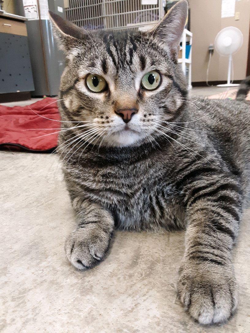 Toby, Adult Male Tabby