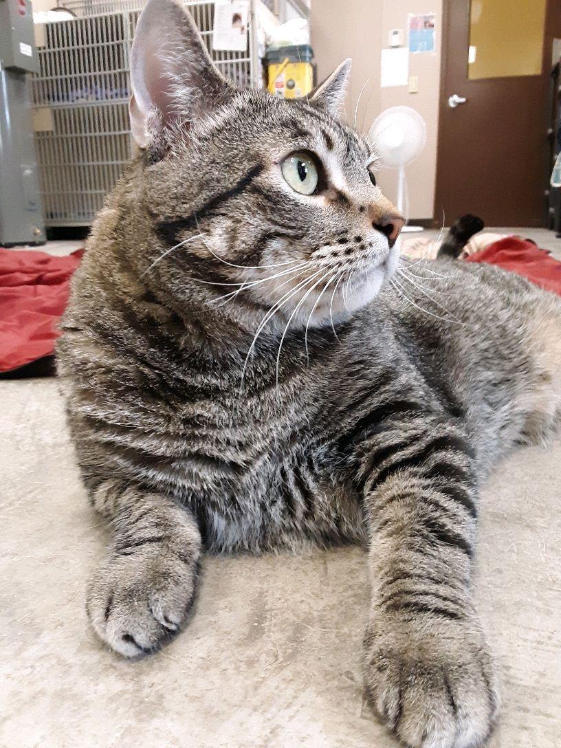 Enlarge Toby, a Adoptable Tabby in Pueblo, CO image 5/6