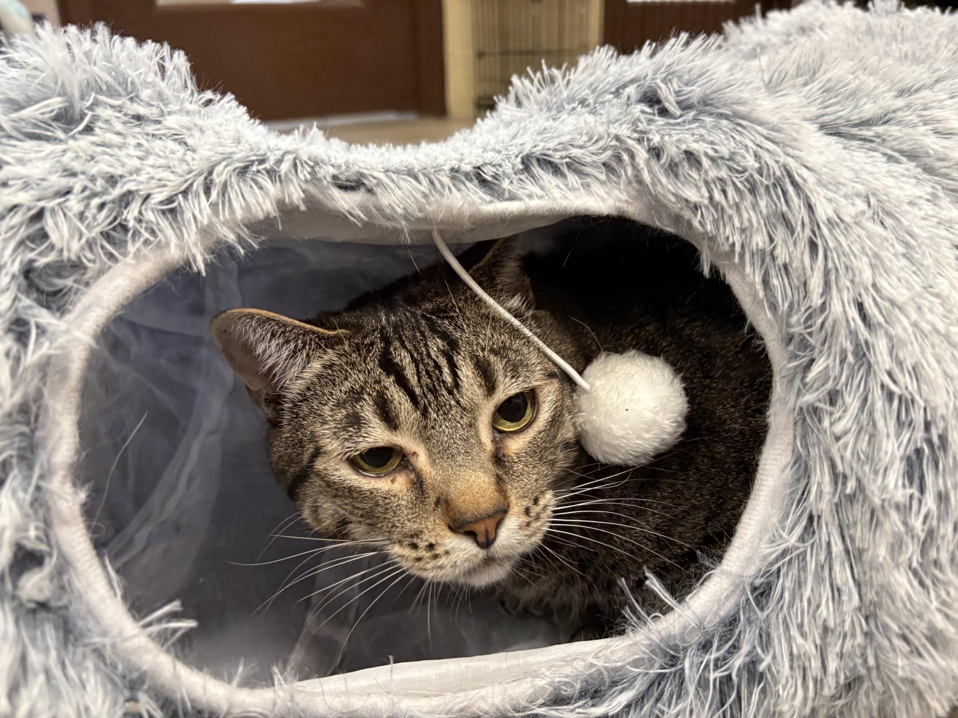 Enlarge Toby, a Adoptable Tabby in Pueblo, CO image 5/5