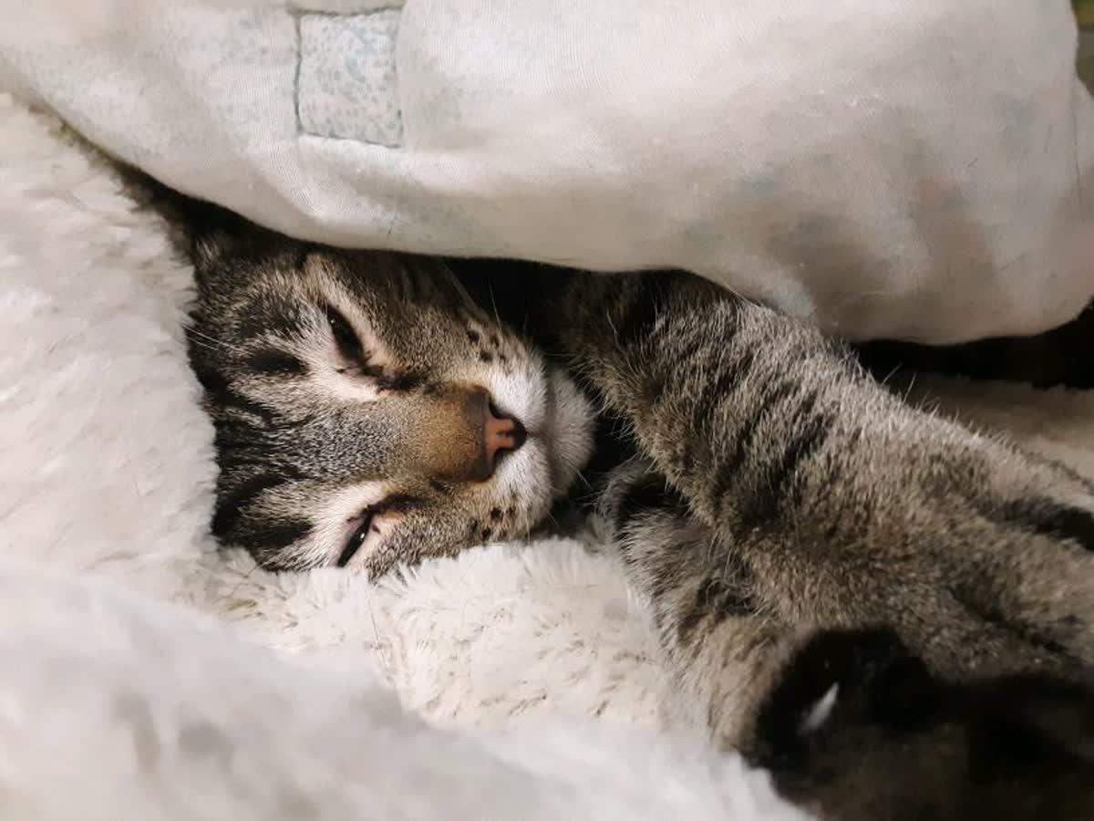 Enlarge Toby, a Adoptable Tabby in Pueblo, CO image 1/5