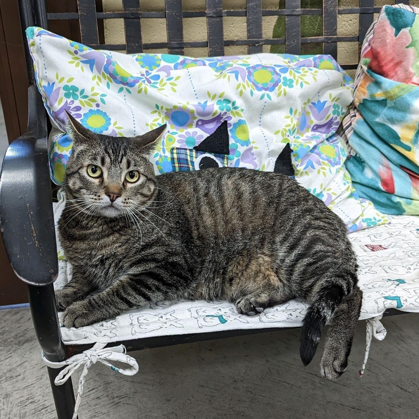 Enlarge Toby, a Adoptable Tabby in Pueblo, CO image 2/6