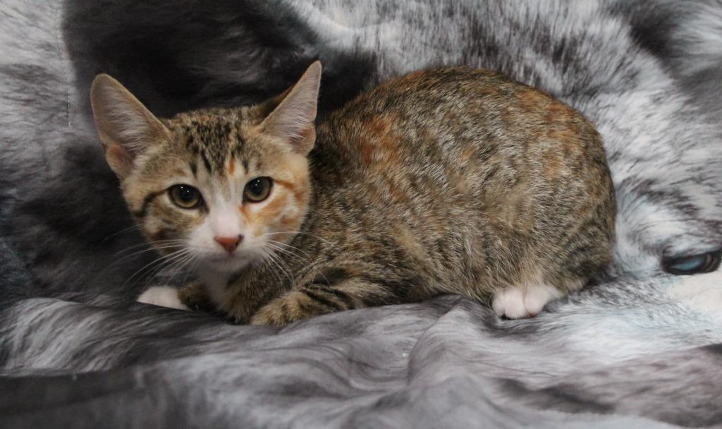 Enlarge Cougar, a Adoptable mixed breed in Vacaville, CA image 1/1