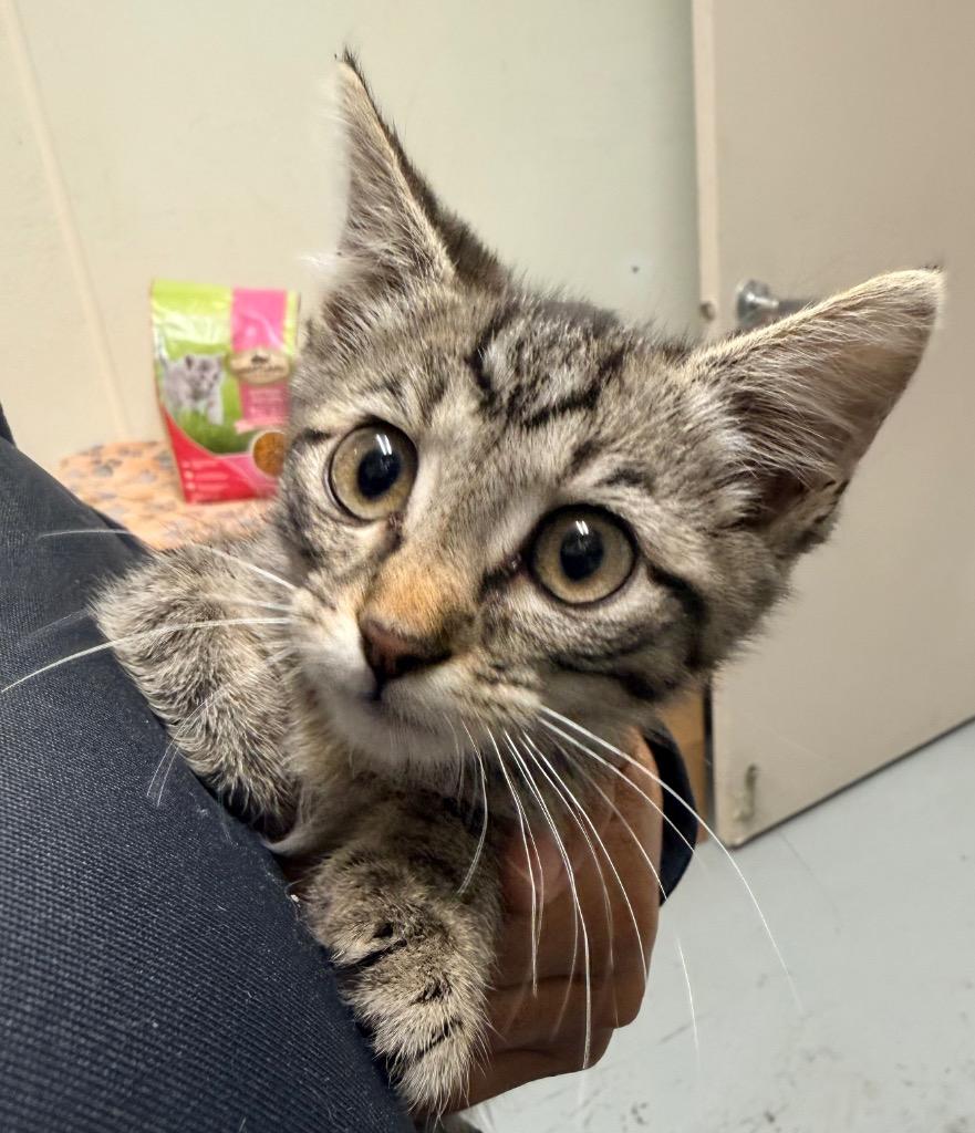 Winnie, Adoptable, Kitten Female Domestic Short Hair.