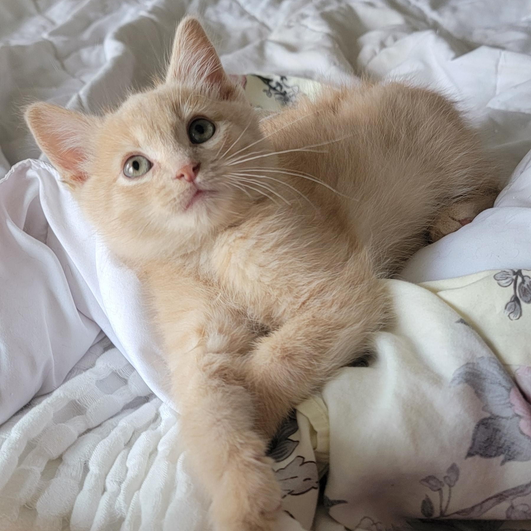 Tanner, a Adoptable Domestic Short Hair in Wyandotte, MI image 1/6