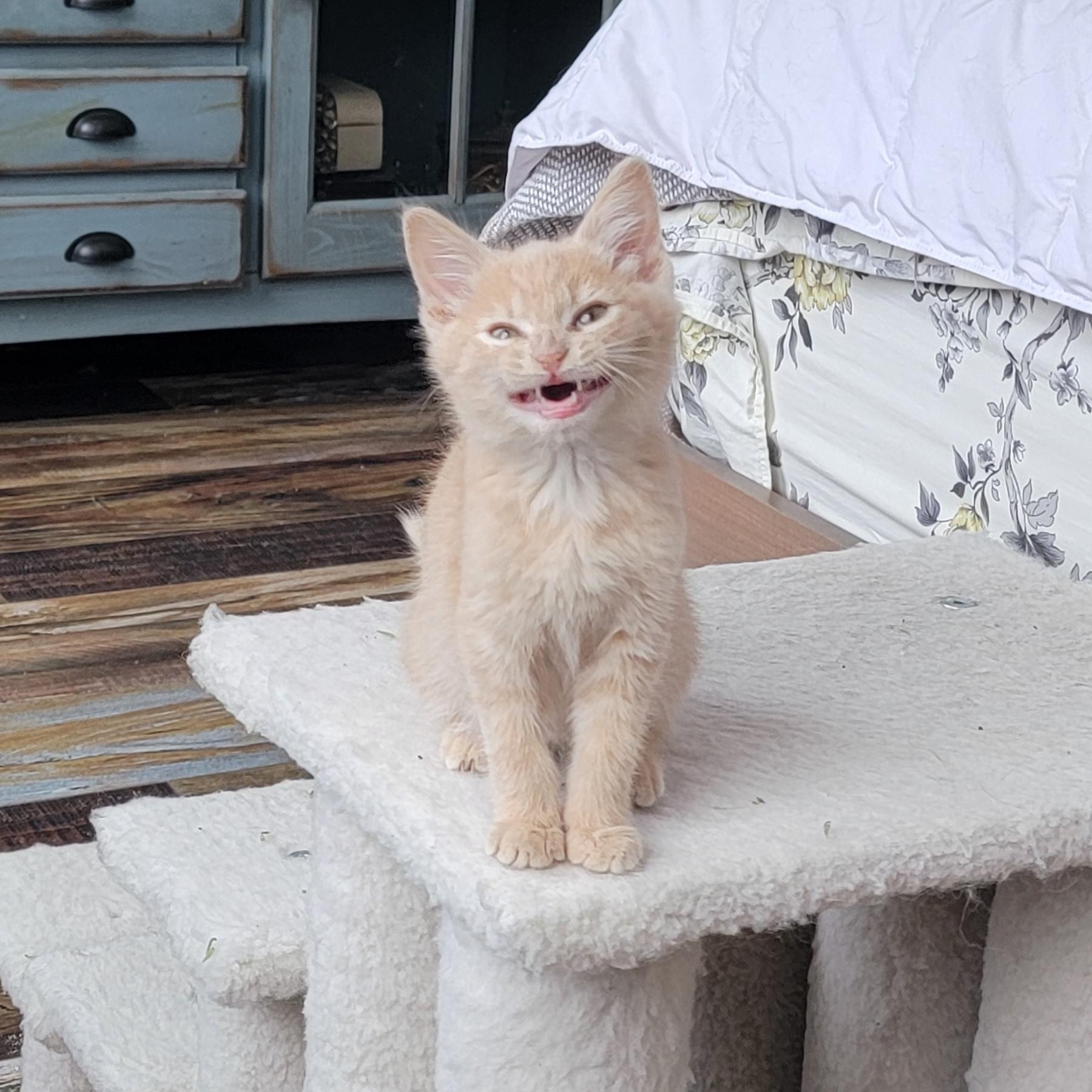 Tanner, a Adoptable Domestic Short Hair in Wyandotte, MI image 3/6