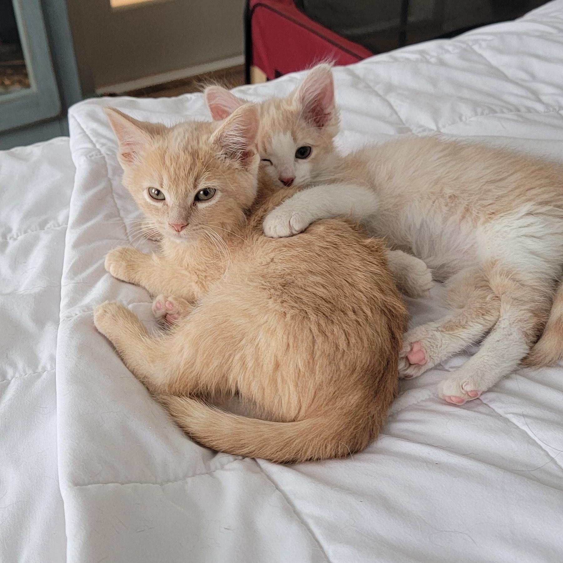 Tanner, a Adoptable Domestic Short Hair in Wyandotte, MI image 6/6