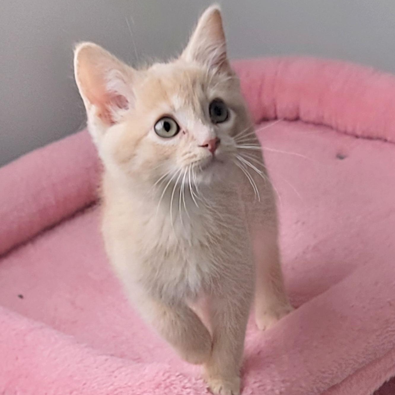 Tanner, a Adoptable Domestic Short Hair in Wyandotte, MI image 2/6