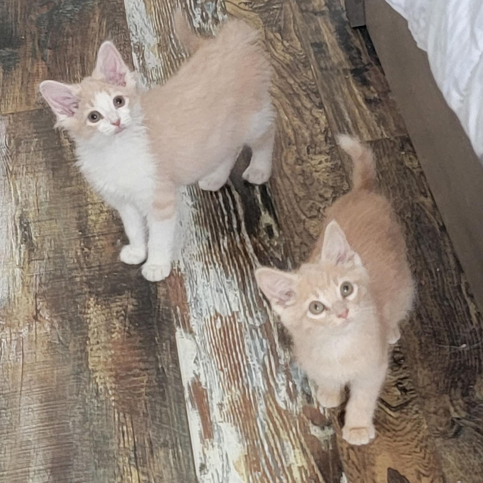 Tanner, a Adoptable Domestic Short Hair in Wyandotte, MI image 5/6