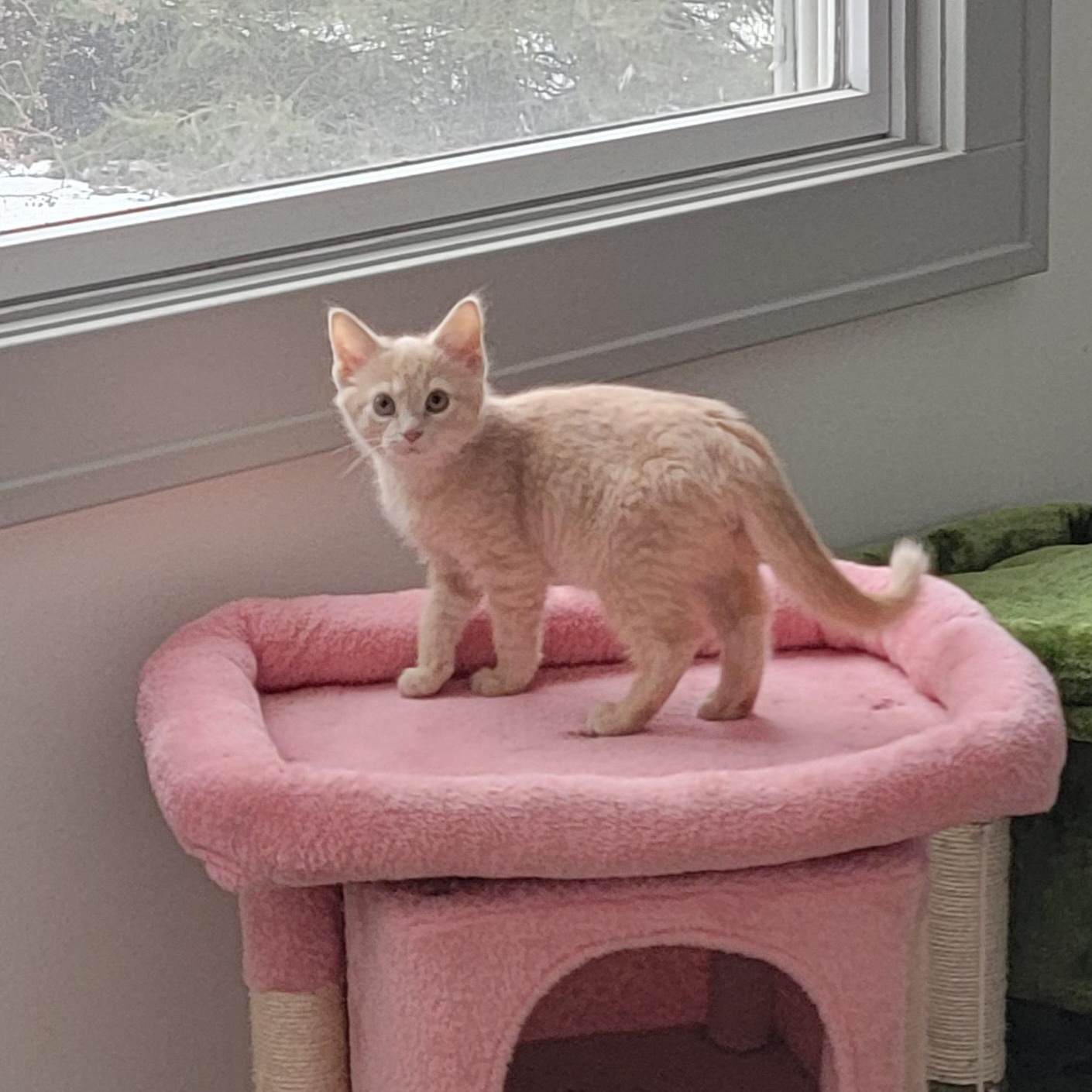 Enlarge Tanner Adopted 12.18.25, a Adoptable Domestic Short Hair in Wyandotte, MI image 5/6